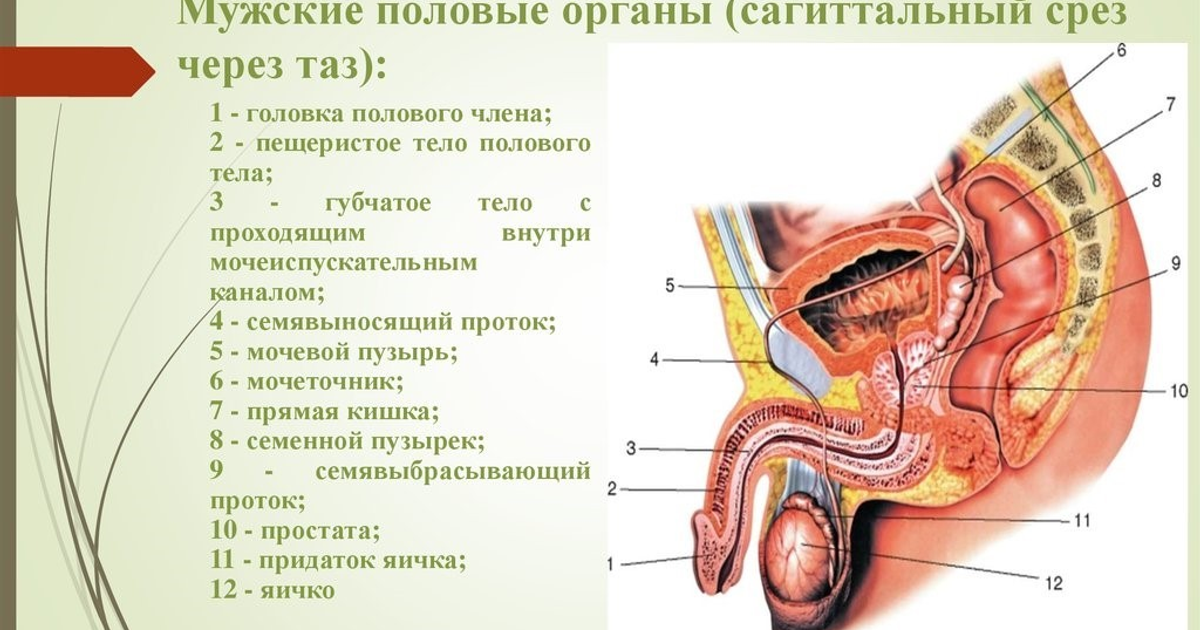 Женская половая система биология. Мужские половые органы Сагиттальный срез через таз. Строение мужского полового органа анатомия. Наружные половые мужские органы анатомия строение. Мужская половая система Сагиттальный разрез.