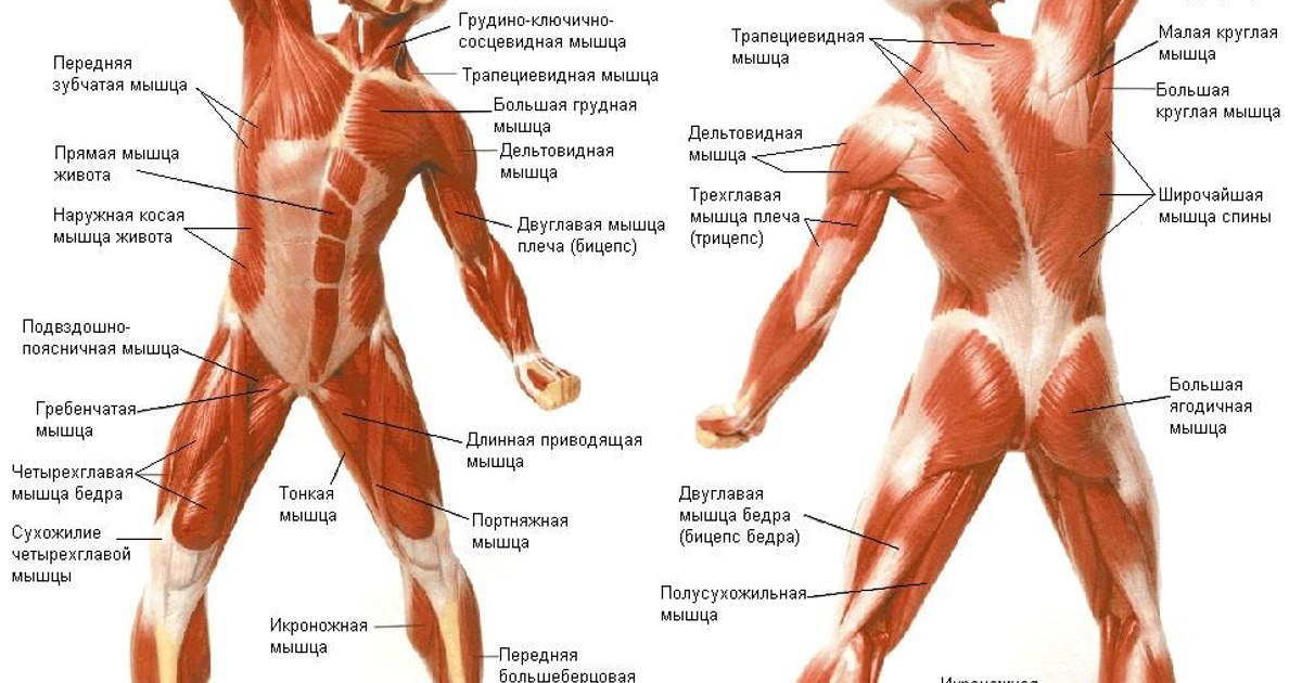 Видовое название человека. Мышцы туловища и конечностей спереди. Поверхностные мышцы человека спереди.