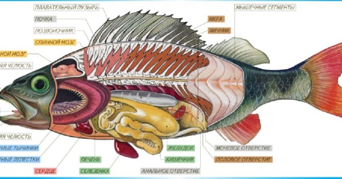 Особенности внутреннего строения щуки. Внутреннее строение костной рыбы (самки). Внутреннее строение костной рыбы 7 класс. Внутреннее строение костной рыбы самка окуня. Внутренне строение речного окуня.