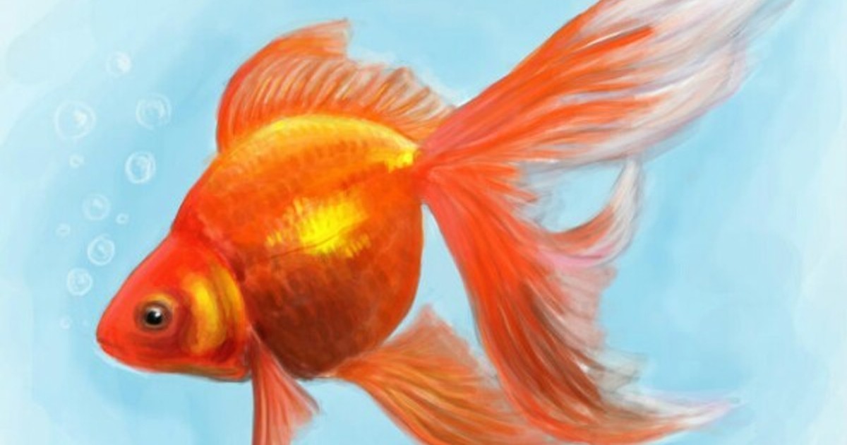 Золотая рыбка 3 1. Золотая рыбка. Золотая рыбка для детей. Золотая рыбка разноцветная. Изображение золотой рыбки.